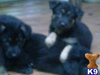 german shepherd puppy posted by just in time